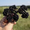 Sambuco Samyl 2L Anteprima dell’immagine prodotto 12