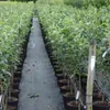 Rows of potted young apple trees in a nursery, with a path between them. Produktbild-Vorschau