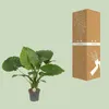 Elefantenohr Alocasia California Ø21cm ↕80cm Tropische Produktbild-Vorschau 3