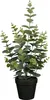 Mica Decorations Eucalyptus plante artificielle dans pot de Voir les images du produit 1