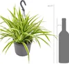 Bloomique - Chlorophytum Variegatum - Grünlilie - Produktbild-Vorschau 2