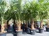 3 Stück XXL Palme winterhart 190 - 220 cm Trachycarpus Produktbild-Vorschau 3