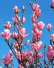 Magnolia soulangiana 'Heaven Scent', Magnolie, rosa Blüten, Produktbild-Vorschau 10
