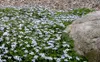Stauden Gänge 10 x Isotoma fluviatilis - Blauer Produktbild-Vorschau 6