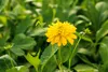 Rudbeckia laciniata 'Goldquelle', Sonnenhut, gelb, ca. Produktbild-Vorschau 3