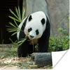 MuchoWow® Poster Panda - Baumstamm - Höhle 75x75 cm - Wand Produktbild-Vorschau 1