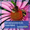 SPERLI Vogelmieresamen Vogelfit Stellaria media 0,5 m² Produktbild-Vorschau 4