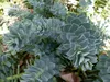 3 x Euphorbia myrsinites (Walzen Wolfsmilch)  - Stauden Produktbild-Vorschau 3