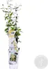 Bloomique - Trachelospermum Jasminoides - Jaśmin toskański Podgląd zdjęcia produktu 1