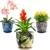 Three potted plants are arranged on a white background. Voir les images du produit