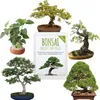 Semi di bonsai unici con alto tasso di germinazione - set Anteprima dell’immagine prodotto 1
