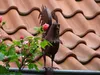 Grondaia del tetto e recinzione figura del gallo 1977 Anteprima dell’immagine prodotto 12