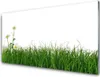 Acrylglasbilder 100x50 Wandbild Druck Gras Natur Produktbild-Vorschau 1