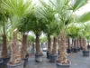 2 Stück Trachycarpus fortunei, 70 - 100 cm Stamm, 210 - 250 Produktbild-Vorschau 4
