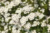 Spiraea nipponica 'Snowmound', Japanische Spiere, weiß, Produktbild-Vorschau 5