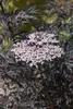 Sambucus nigra 'Black Lace', Schwarzer Holunder, dunkelrot, Produktbild-Vorschau 5