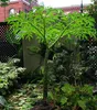 Hlíza sloního květu (Amorphophallus paeoniifolius)  – 3 Náhled obrázku produktu 3