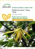 SAFLAX - Parfémový strom / Ylang Ylang - Cananga odorata - Náhled obrázku produktu 1