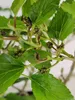 Morus rotundiloba 'Mojo Berry', morwa karłowata, doniczka 3 Podgląd zdjęcia produktu 3