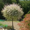 Bloomique - 2er-Set - Salix Integra Flamingo - bunte Weide Produktbild-Vorschau 2