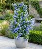 BALDUR Garten Zierstrauch Plumbago, 2 Pflanzen, Bleiwurz, Produktbild-Vorschau 1