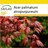 SAFLAX Kultivačný set - Červený vejár javor - Acer palmatum Náhľad obrázku produktu 9