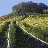 Repest 21041 Reflexná páska proti vtákom 80 m Náhľad obrázku produktu 5