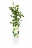Kletterrose Crazy in Love Vanille 50-70 cm – duftende, Produktbild-Vorschau 4