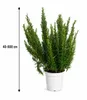 XXL Romarin (Salvia rosmarinus / Rosmarinus officinalis) – Voir les images du produit 5