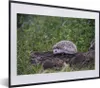 MuchoWow® MuchoWow® Gerahmtes Poster Igel auf Baumstumpf Produktbild-Vorschau 1