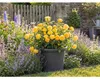 Nohel Garden Květník CAMPANULA plastový d50x37cm Náhled obrázku produktu 9