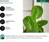 Dehner Glückstaler Mojito, Pilea peperomioides, Produktbild-Vorschau 2