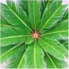 Cycas revoluta – cykasa japońska w doniczce o średnicy 28 Podgląd zdjęcia produktu 2