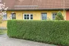 Stauden Gänge 100 x Ligustrum vulgare 'Atrovirens' - Produktbild-Vorschau 6