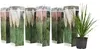 Six potted plants in packaging, with one plant outside of its packaging in the foreground. Produktbild-Vorschau