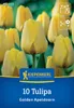 Artikelbild 2 von 'Darwin-Hybrid-Tulpe Golden Apeldoorn (10 Stück)' aus der Kategorie Tulpenzwiebeln Produktbild-Vorschau
