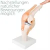 Anatomie Skelett Modell Kniegelenk Lehrmodelle Lebensgroß Produktbild-Vorschau 2