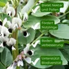 Samenshop24® Ackerbohnen Pferdebohnen Vicia faba, Inhalt: Produktbild-Vorschau 3