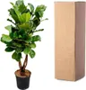 Ficus Lyrata Geigen Feige 200cm Ø32cm pflegeleicht Produktbild-Vorschau 4