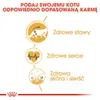 Royal Canin Maine Coon, Dorosły, Maine Coon, Podroby, 2 kg, Podgląd zdjęcia produktu 5