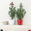 1x Pinus Pinea Silver Crest P17 H50 Produktbild-Vorschau 2
