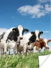 MuchoWow® Poster Kühe - Landleben - Weide - Natur - Tiere Produktbild-Vorschau 1