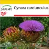 SAFLAX Kultivačný set - Španielsky artičok - Cynara Náhľad obrázku produktu 5