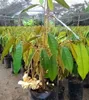 Durian (Durio zibethinus)  – 1 wykiełkowane nasiono Podgląd zdjęcia produktu 7