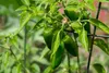SAFLAX Garden in the bag - BIO - Chilli - Rané Jalapeno - Náhled obrázku produktu 5