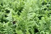 Stauden Gänge 3 x Dryopteris affinis 'Crispa' im 1 Liter Produktbild-Vorschau 6