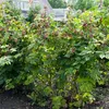 Bloomique - 2x Rubus Fruticosus 'Thornfree' - Produktbild-Vorschau 4