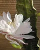 artplants.de Kunst Kaktus Königin der Nacht Domenica, Produktbild-Vorschau 2