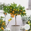Bloomique - Citrus Calamondin - Zimmerorange - Zitrusbaum - Produktbild-Vorschau 2
