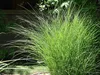 Stauden Gänge 1 x Miscanthus sinensis 'Gracillimus' im 1 Produktbild-Vorschau 7